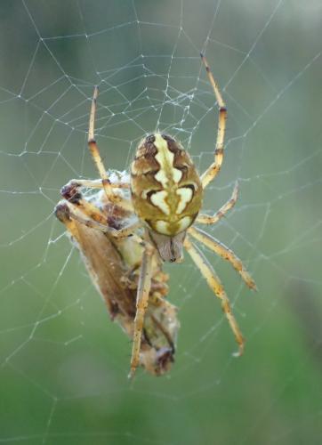 Réf. 211 764 : Neoscona adianta